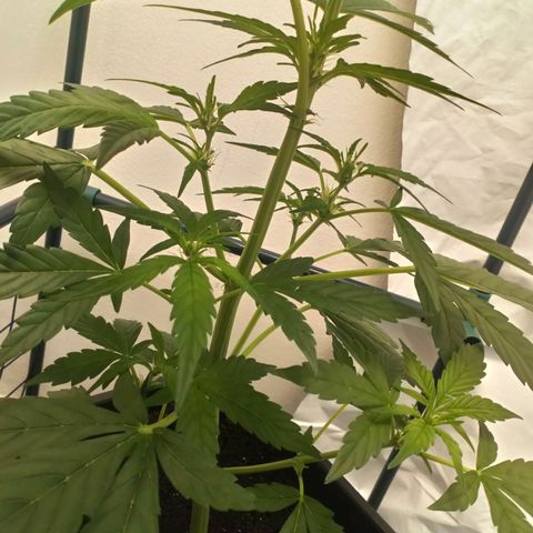 Princess Runtz  growlog photo: Shes flowering nicely 💚shes had het first bloom feed w8th a Big Bud chaser lol