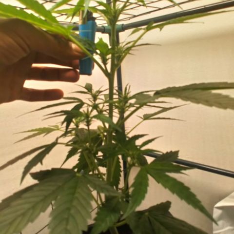 Princess Runtz  growlog photo: Shes coming along nicely 😊💚👌