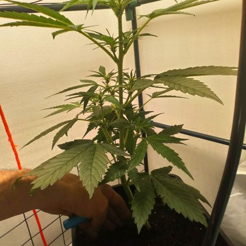 Princess Runtz  growlog photo: Shes coming along nicely 😊💚👌