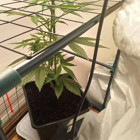 Princess Runtz  growlog photo: Shes coming along nicely 😊💚👌