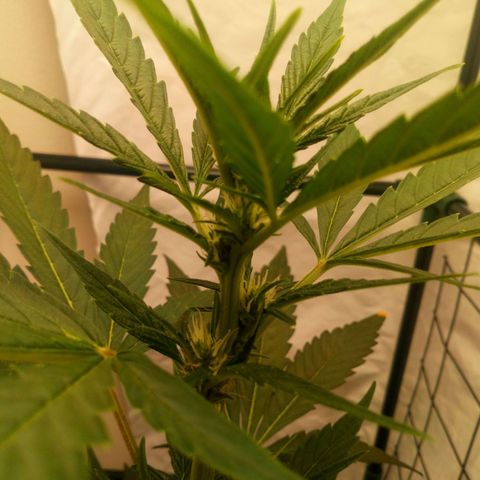 Princess Runtz  growlog photo: Shes looking mighty fine, and her bouquet 💐 is starting to develop, hmmmnnn lol