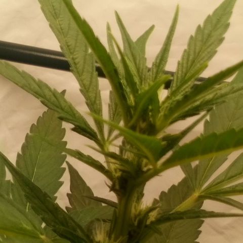 Princess Runtz  growlog photo: Shes looking mighty fine, and her bouquet 💐 is starting to develop, hmmmnnn lol