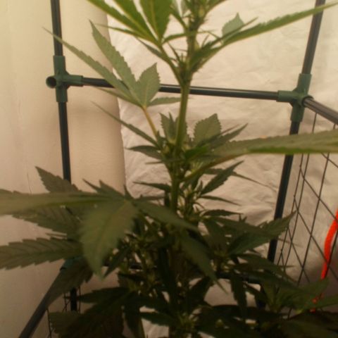 Princess Runtz  growlog photo: Shes looking mighty fine, and her bouquet 💐 is starting to develop, hmmmnnn lol