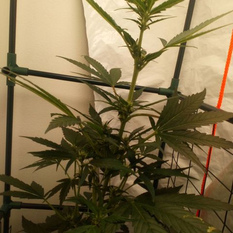 Princess Runtz  growlog photo: I gave her 2L of water with advanced nutrients ph perfect bloom A&B at 2ml per litre of each, and 2ml of Big Bud   
