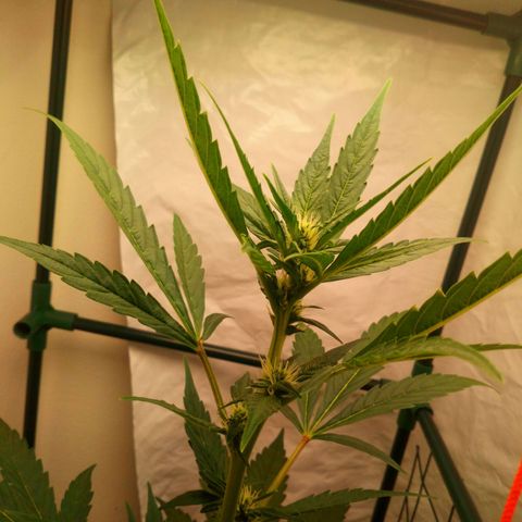 Princess Runtz  growlog timeline photo