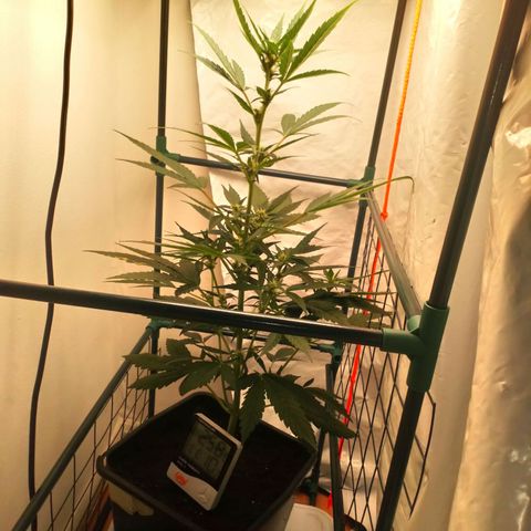 Princess Runtz  growlog timeline photo