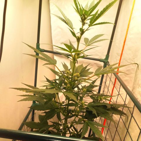 Princess Runtz  growlog timeline photo
