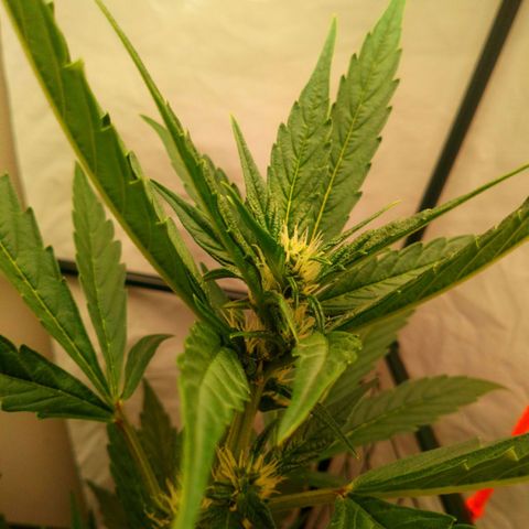 Princess Runtz  growlog timeline photo