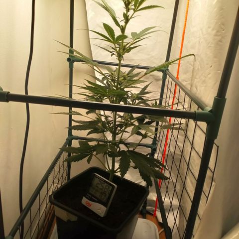 Princess Runtz  growlog timeline photo