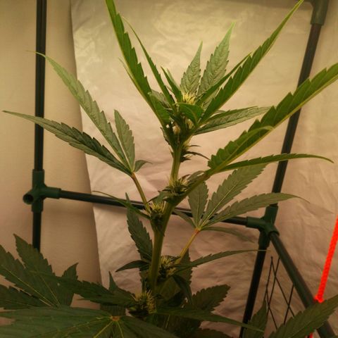 Princess Runtz  growlog timeline photo
