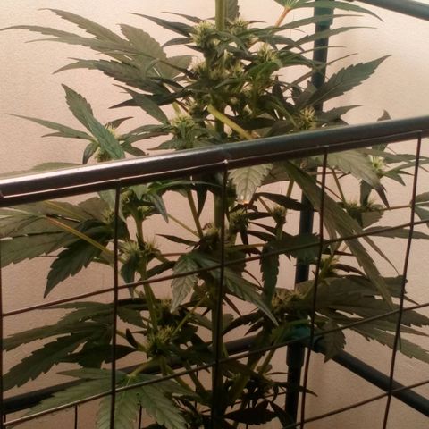 Princess Runtz  growlog photo: She was given 3ml of advanced nutrients ph perfect bloom, A&B and 3ml of big bud 💚 she was fed twice, ie 2 litres of water with 3ml of A, 3 ml of B, and 3ml of big bud per litre of water 🪴 TWICE. 