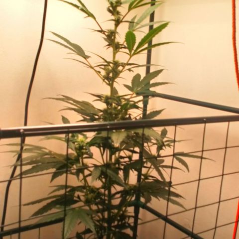 Princess Runtz  growlog photo: She was given 3ml of advanced nutrients ph perfect bloom, A&B and 3ml of big bud 💚 she was fed twice, ie 2 litres of water with 3ml of A, 3 ml of B, and 3ml of big bud per litre of water 🪴 TWICE. 