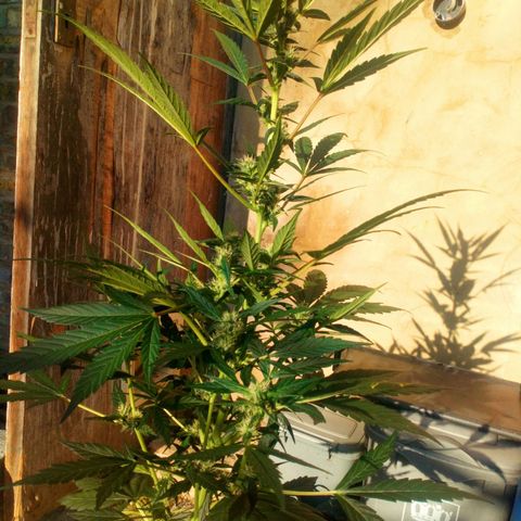 Princess Runtz  growlog photo: I out her outside enjoy oy this beautiful sunshine ☀ and she seems to be enjoying it 🌱🌿🪴