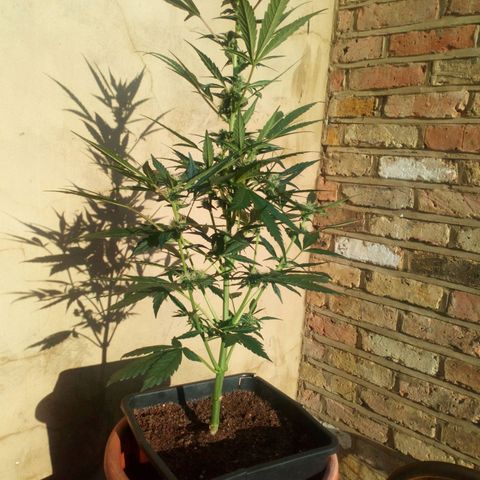 Princess Runtz  growlog photo: I out her outside enjoy oy this beautiful sunshine ☀ and she seems to be enjoying it 🌱🌿🪴