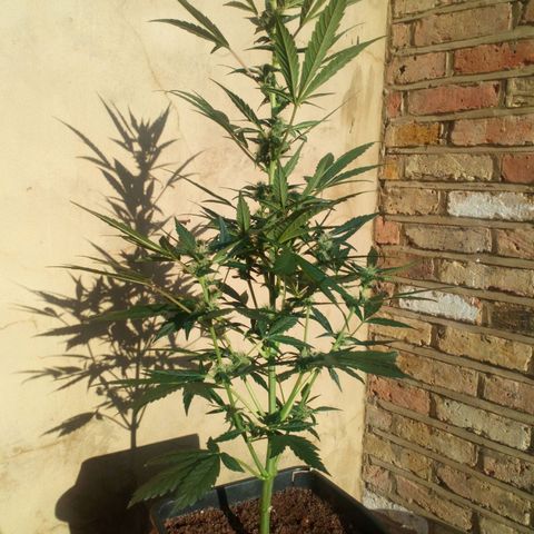 Princess Runtz  growlog photo: I out her outside enjoy oy this beautiful sunshine ☀ and she seems to be enjoying it 🌱🌿🪴