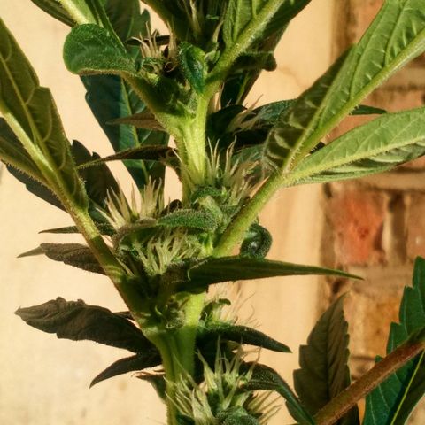 Princess Runtz  growlog timeline photo