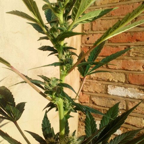 Princess Runtz  growlog timeline photo
