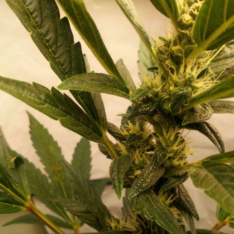 Princess Runtz  growlog photo: Nearly at the finish line. 