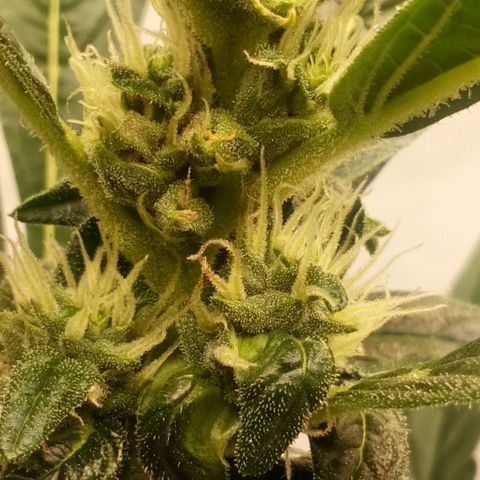 Princess Runtz  growlog photo: Nearly at the finish line. 