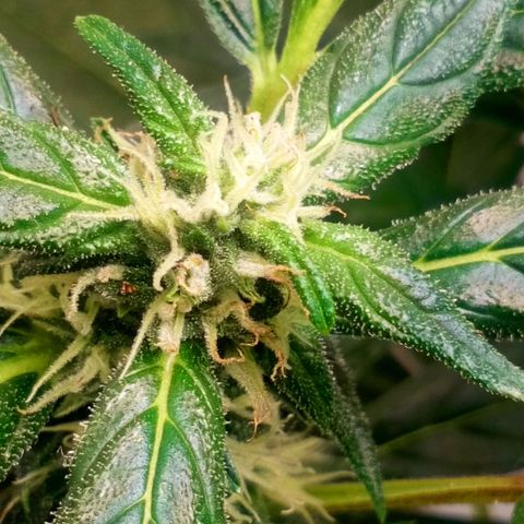 Princess Runtz  growlog photo: Nearly at the finish line. 