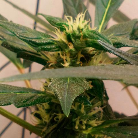 Princess Runtz  growlog photo: I have given her 2 litres of water with 8ml of advanced nutrients ph perfect bloom A&B and 8ml of Big Bud, today is her last feed and I will start her flush soon, shes frosting up nicely lol and smelling sweet like candy 🍬 