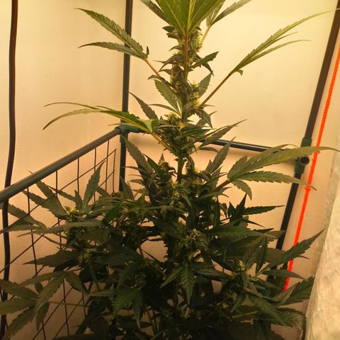 Princess Runtz  growlog photo: I have given her 2 litres of water with 8ml of advanced nutrients ph perfect bloom A&B and 8ml of Big Bud, today is her last feed and I will start her flush soon, shes frosting up nicely lol and smelling sweet like candy 🍬 