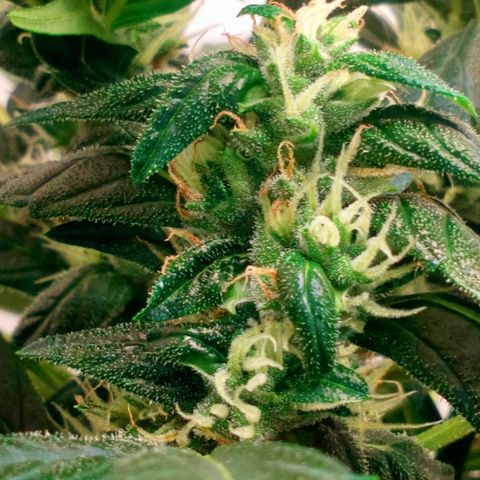 Princess Runtz  growlog photo: I have given her 2 litres of water with 8ml of advanced nutrients ph perfect bloom A&B and 8ml of Big Bud, today is her last feed and I will start her flush soon, shes frosting up nicely lol and smelling sweet like candy 🍬 