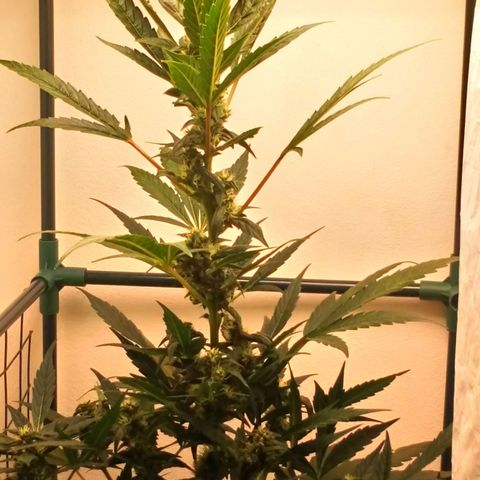 Princess Runtz  growlog photo: I have given her 2 litres of water with 8ml of advanced nutrients ph perfect bloom A&B and 8ml of Big Bud, today is her last feed and I will start her flush soon, shes frosting up nicely lol and smelling sweet like candy 🍬 