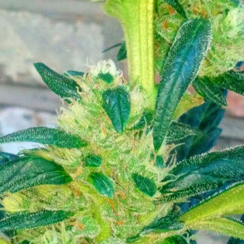 Princess Runtz  growlog timeline photo