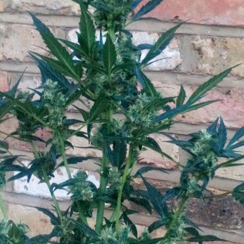 Princess Runtz  growlog timeline photo