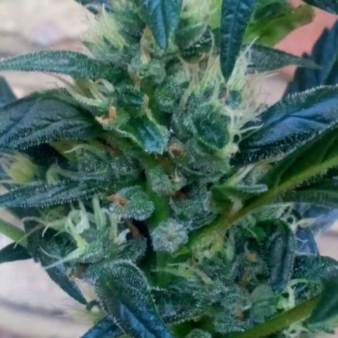 Princess Runtz  growlog timeline photo