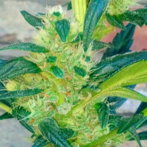 Princess Runtz  growlog timeline photo
