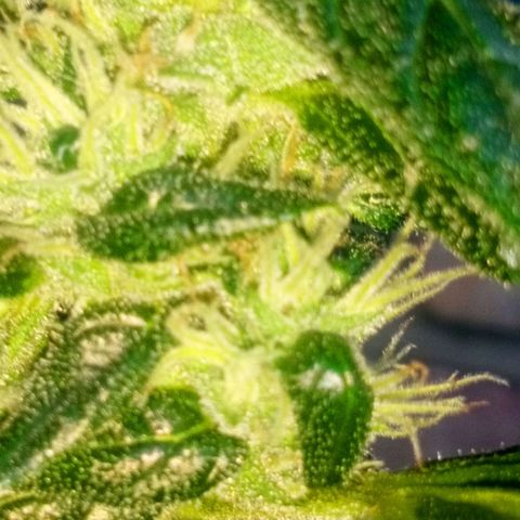 Princess Runtz  growlog timeline photo