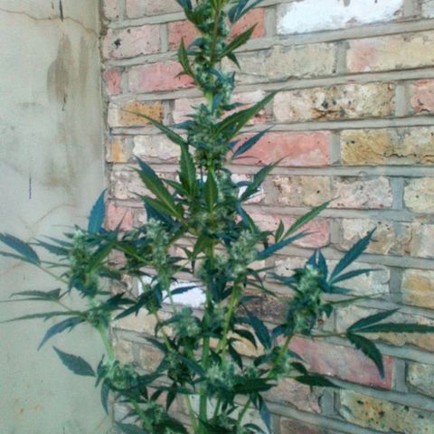 Princess Runtz  growlog timeline photo