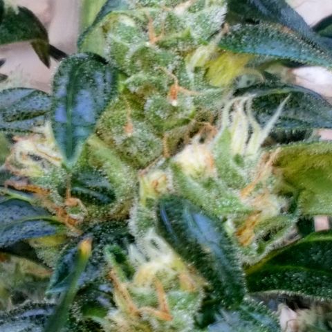 Princess Runtz  growlog photo: I've put her outside for a bit today as she's finishing up and I want her to get some uv raside to help with trichome production, but all in all sje looking magical considering her rough beginnings. 