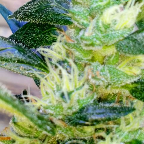 Princess Runtz  growlog photo: I've put her outside for a bit today as she's finishing up and I want her to get some uv raside to help with trichome production, but all in all sje looking magical considering her rough beginnings. 