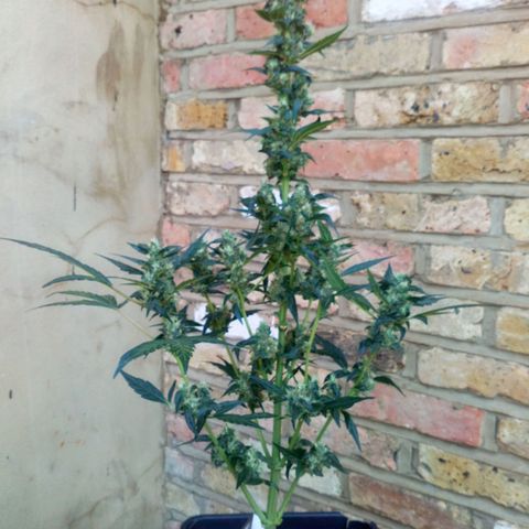 Princess Runtz  growlog photo: I've put her outside for a bit today as she's finishing up and I want her to get some uv raside to help with trichome production, but all in all sje looking magical considering her rough beginnings. 