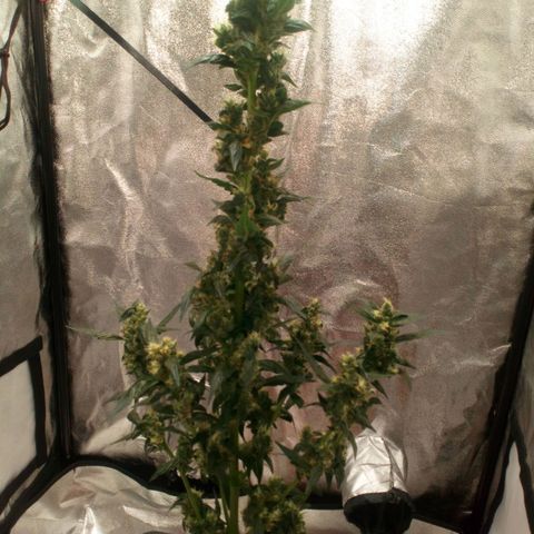 Princess Runtz  growlog photo: The last days are here, nearly time to harvest 