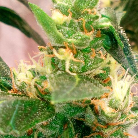 Princess Runtz  growlog photo: The last days are here, nearly time to harvest 