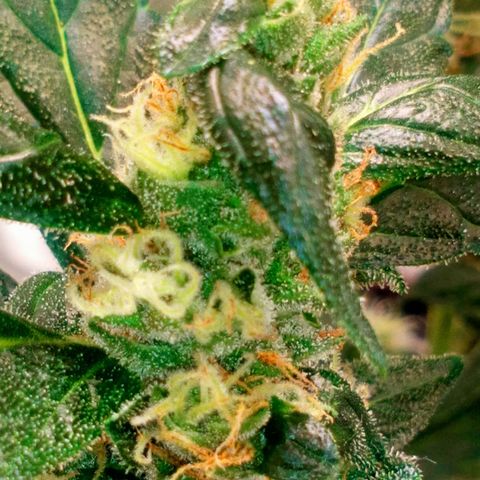 Princess Runtz  growlog photo: The last days are here, nearly time to harvest 