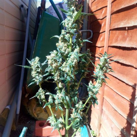 Princess Runtz  growlog photo: Stared flushing her out as the trichome productiin is ramping up. 