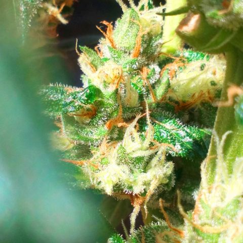 Princess Runtz  growlog photo: Stared flushing her out as the trichome productiin is ramping up. 