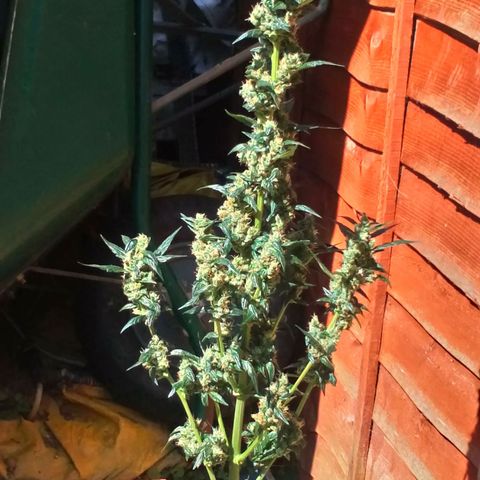 Princess Runtz  growlog photo: Stared flushing her out as the trichome productiin is ramping up. 