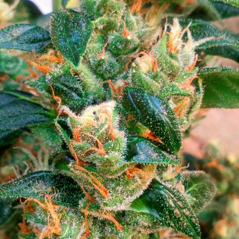 Princess Runtz  growlog photo: Im letting her use yp all nutrients in the soil before harvest, trichomes are mostly milky with a few clears left to cloud up. Waiting for some ambers and itwill be time to harvest my medication 🪴💚