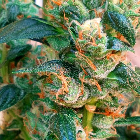 Princess Runtz  growlog photo: Im letting her use yp all nutrients in the soil before harvest, trichomes are mostly milky with a few clears left to cloud up. Waiting for some ambers and itwill be time to harvest my medication 🪴💚