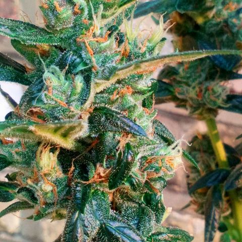 Princess Runtz  growlog photo: Im letting her use yp all nutrients in the soil before harvest, trichomes are mostly milky with a few clears left to cloud up. Waiting for some ambers and itwill be time to harvest my medication 🪴💚