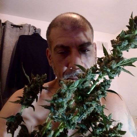 Princess Runtz  growlog photo: Harvest day today yippee 😂 well what comes back in weight, shes hanging up now, i. Hoing yo leave the sugar leaves on until she's dried out then trim them off and use them to cook with. 