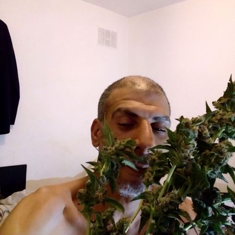 Princess Runtz  growlog photo: Harvest day today yippee 😂 well what comes back in weight, shes hanging up now, i. Hoing yo leave the sugar leaves on until she's dried out then trim them off and use them to cook with. 