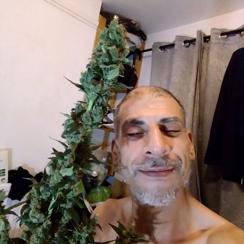 Princess Runtz  growlog photo: Harvest day today yippee 😂 well what comes back in weight, shes hanging up now, i. Hoing yo leave the sugar leaves on until she's dried out then trim them off and use them to cook with. 