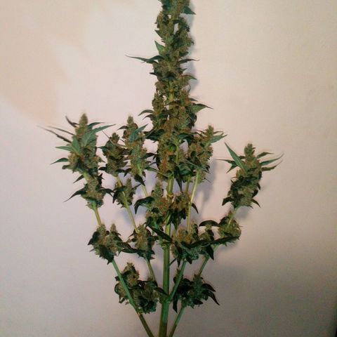 Princess Runtz  growlog photo: Harvest day today yippee 😂 well what comes back in weight, shes hanging up now, i. Hoing yo leave the sugar leaves on until she's dried out then trim them off and use them to cook with. 